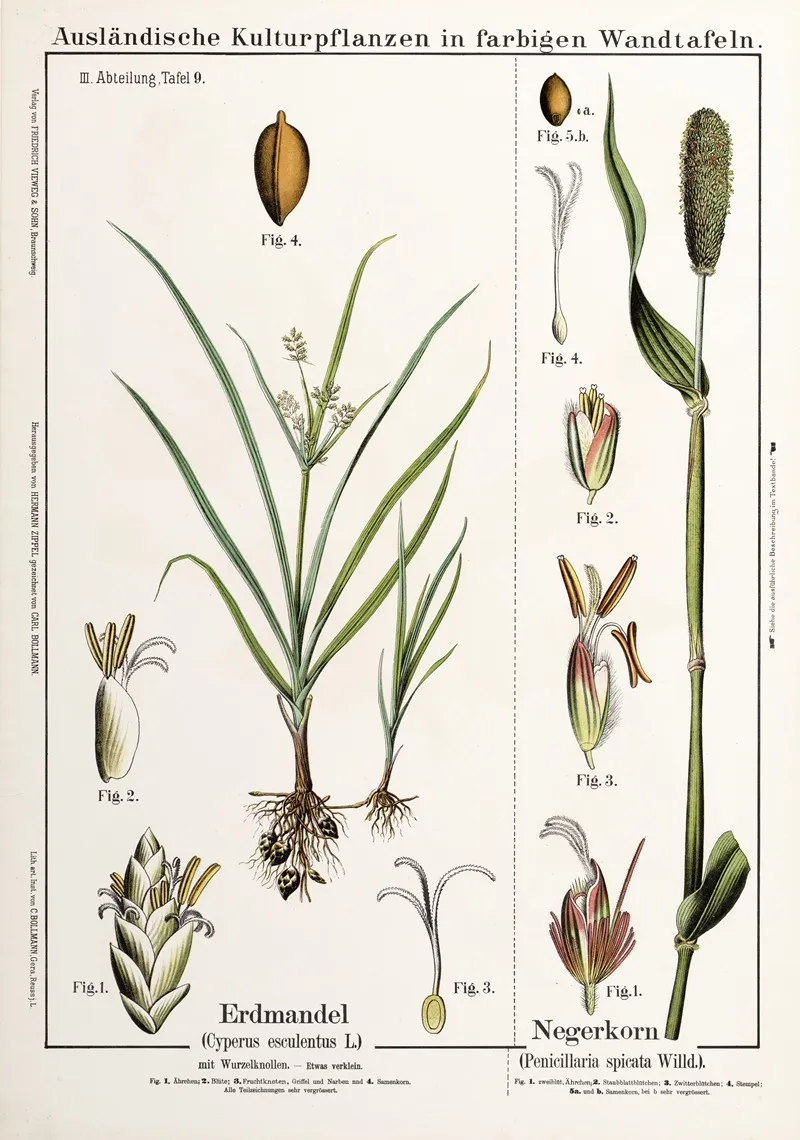 Cyperus Esculentus Penicillaria Spicata Knolcyperus Egyptische Gierst Wall Art by Hermann Zippel - High-Resolution Digital Print