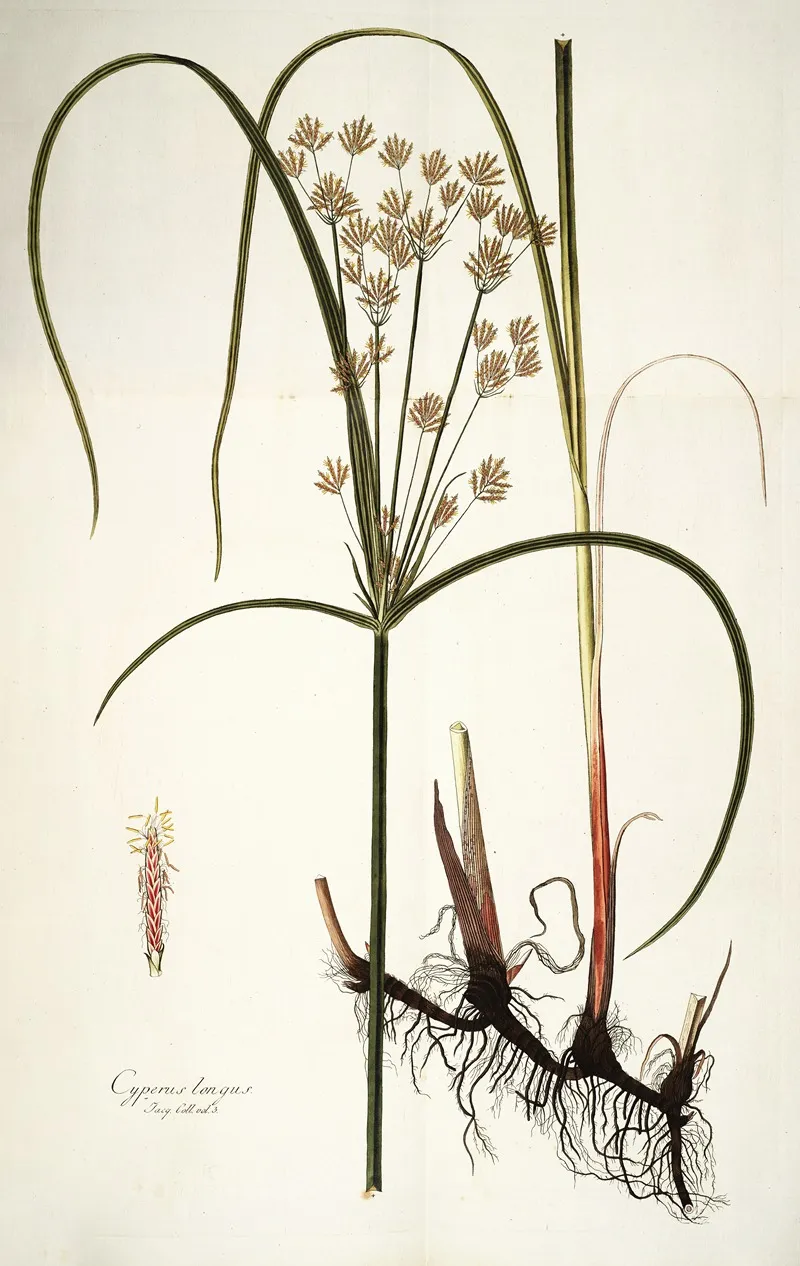 Cyperus Longus Wall Art by Nikolaus Joseph Freiherr von Jacquin - High-Resolution Digital Print