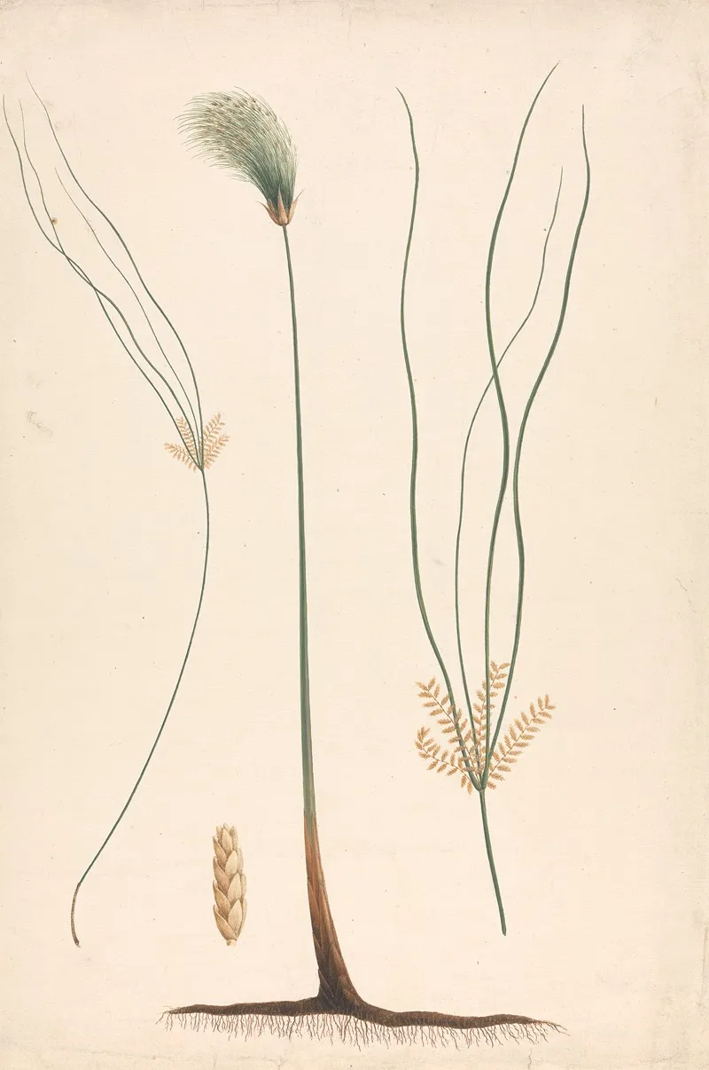 Cyperus Papyrus L Papyrus Sedge