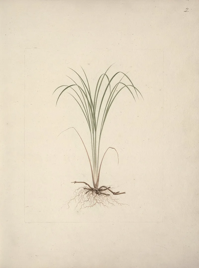 Cyperus Species 1