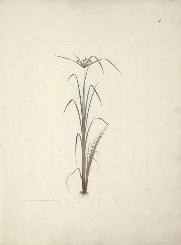 Cyperus Species 2