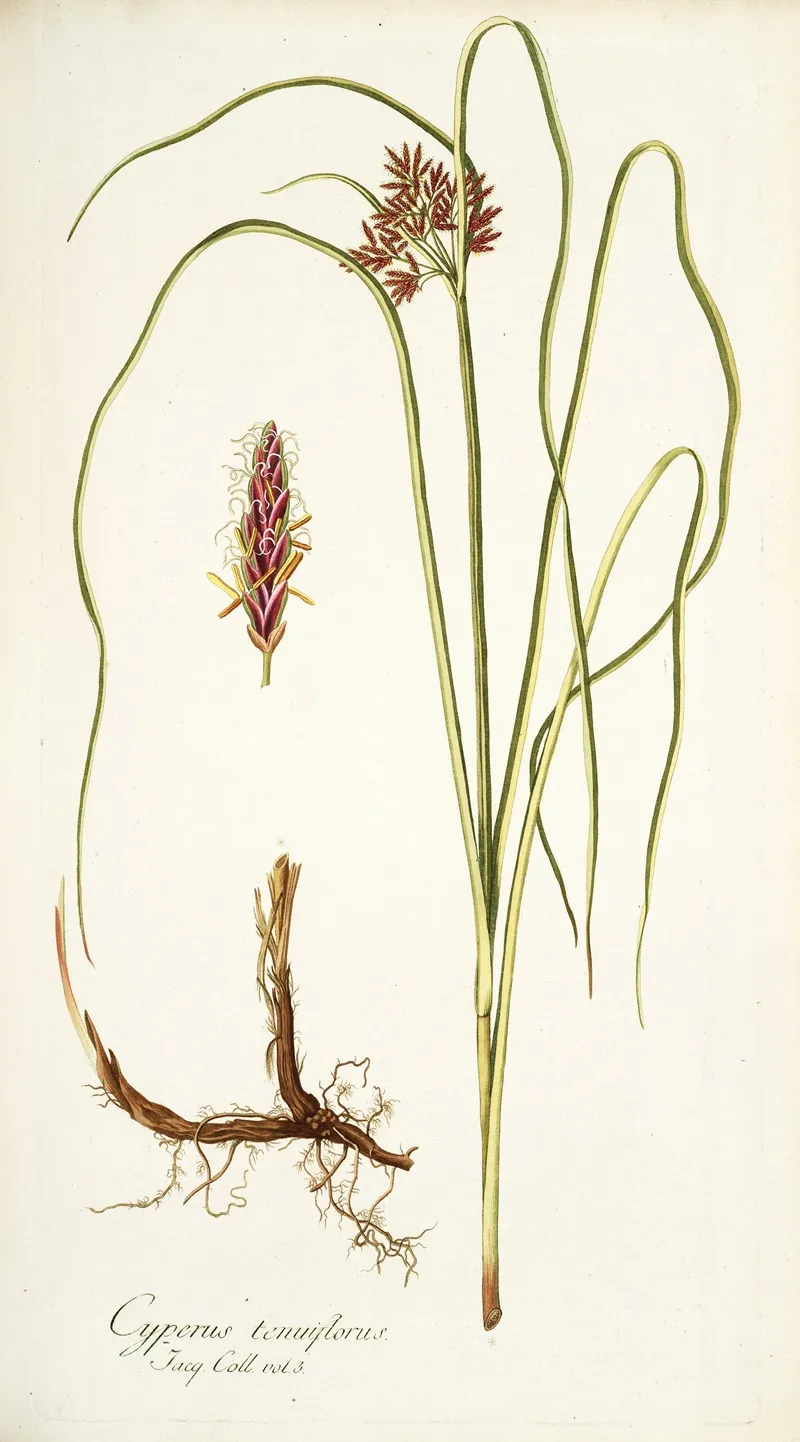 Cyperus Tenuiflorus Wall Art by Nikolaus Joseph Freiherr von Jacquin - High-Resolution Digital Print