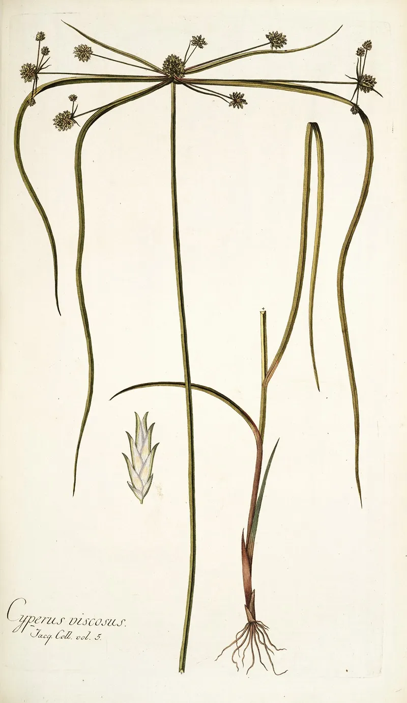 Cyperus Viscosus Wall Art by Nikolaus Joseph Freiherr von Jacquin - High-Resolution Digital Print