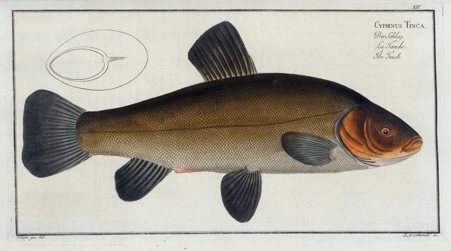 Cypirnus Tinca The Tench Wall Art by Marcus Elieser Bloch - High-Resolution Digital Print