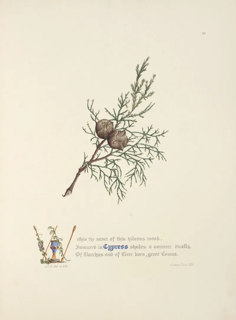 Cypress Wall Art by Jane Elizabeth Giraud - High-Resolution Digital Print