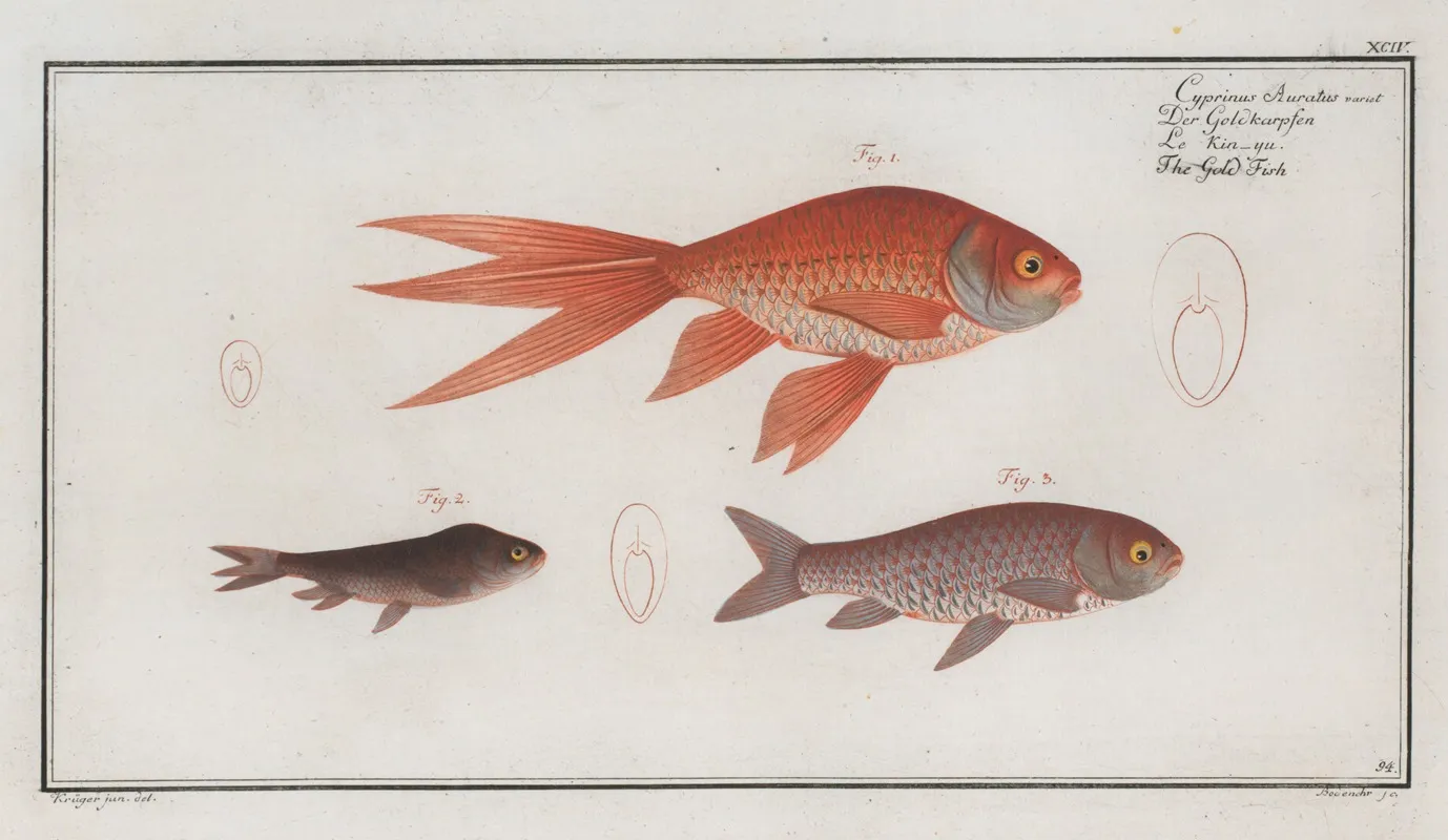 Cyprinus Auratus Var The Gold Fish Wall Art by Marcus Elieser Bloch - High-Resolution Digital Print