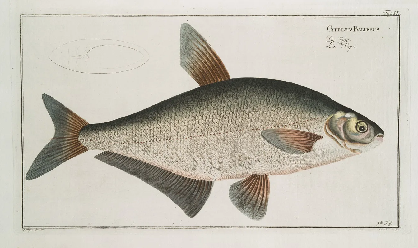 Cyprinus Ballerus The Baller Carp Wall Art by Marcus Elieser Bloch - High-Resolution Digital Print