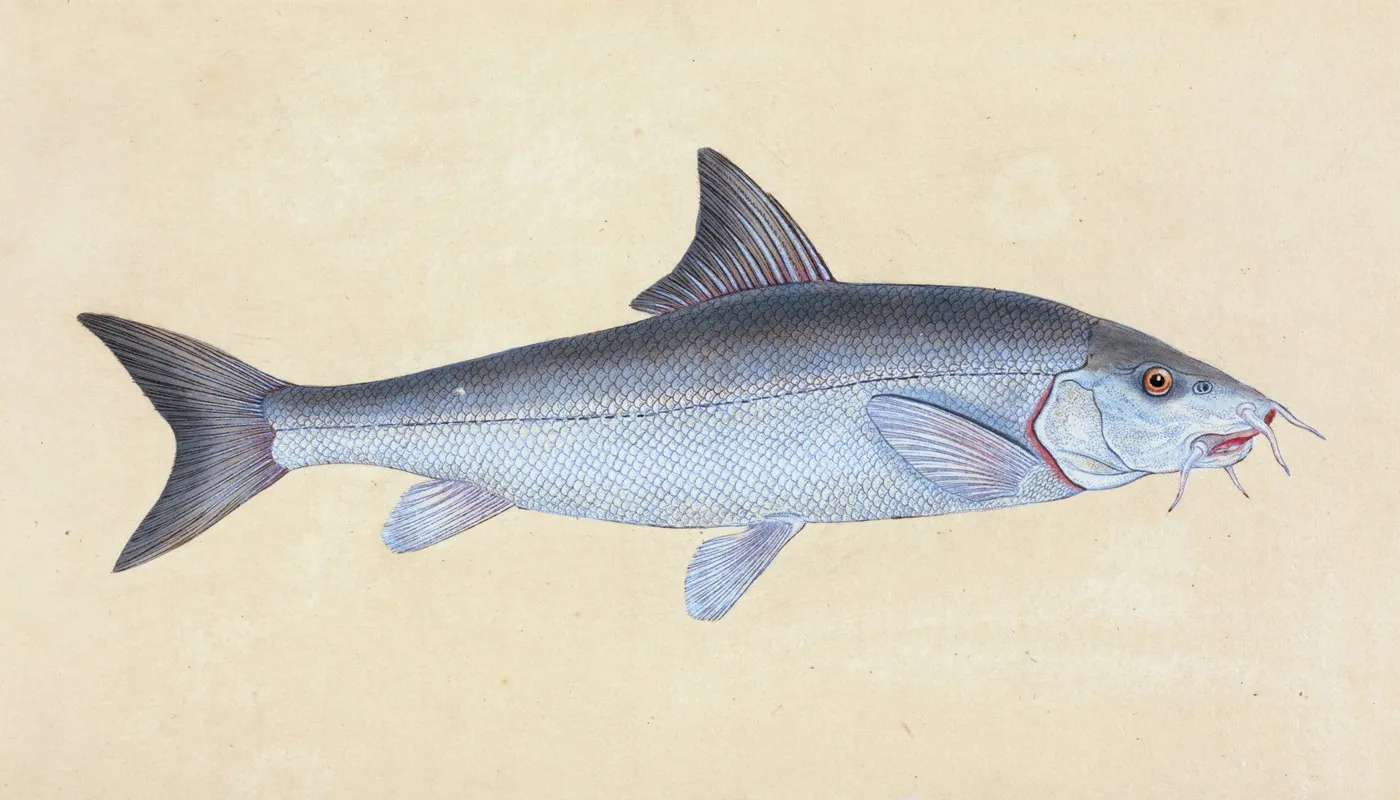 Cyprinus Barbus Barbel Wall Art by Edward Donovan - High-Resolution Digital Print