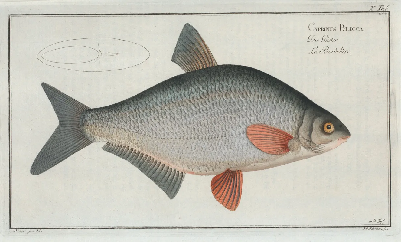 Cyprinus Blicca The Blicca Wall Art by Marcus Elieser Bloch - High-Resolution Digital Print