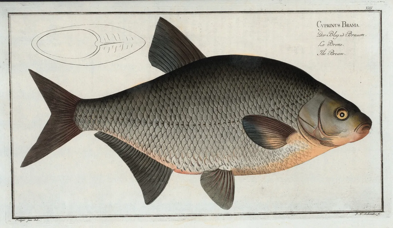 Cyprinus Brama The Bream Wall Art by Marcus Elieser Bloch - High-Resolution Digital Print