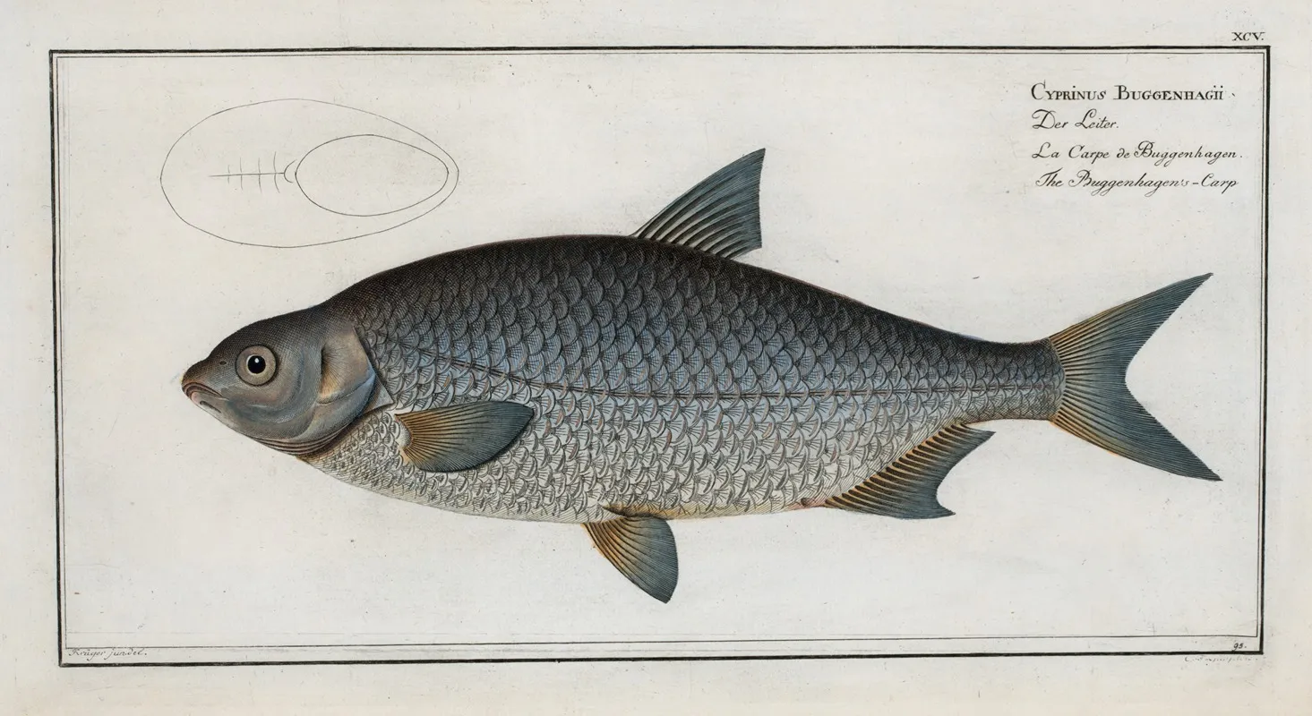 Cyprinus Buggenhagii The Buggenhagens Carp Wall Art by Marcus Elieser Bloch - High-Resolution Digital Print