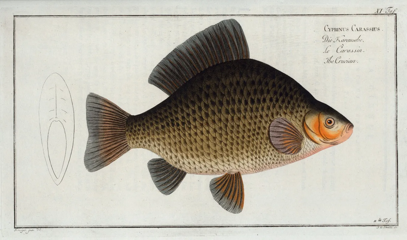 Cyprinus Carassius The Crucian Wall Art by Marcus Elieser Bloch - High-Resolution Digital Print