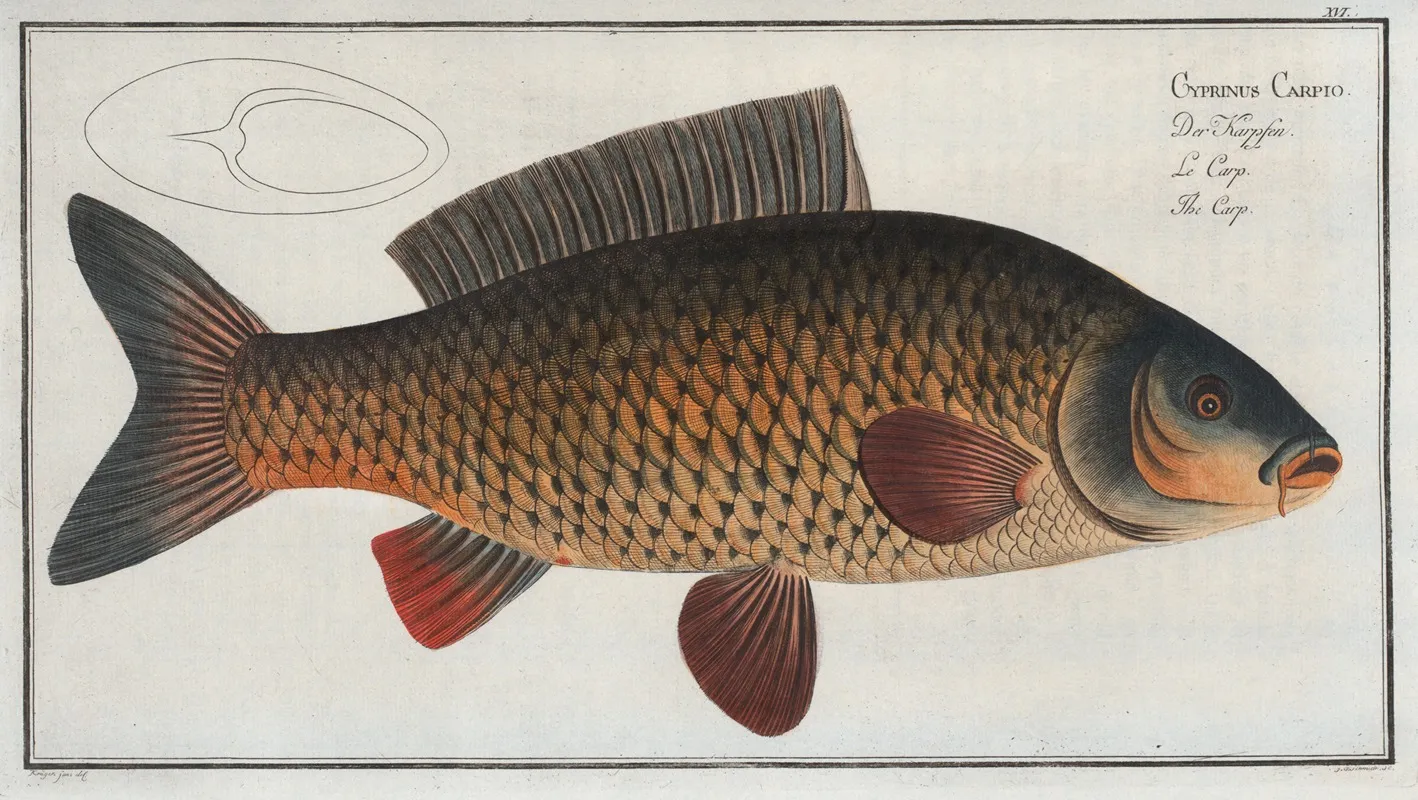 Cyprinus Carpio The Carp Wall Art by Marcus Elieser Bloch - High-Resolution Digital Print