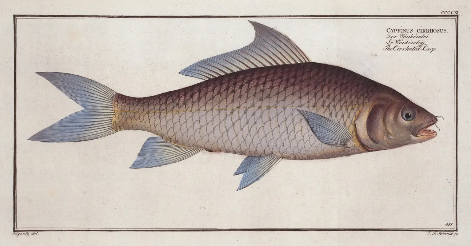 Cyprinus Cirrhosus The Cirrhated Carp Wall Art by Marcus Elieser Bloch - High-Resolution Digital Print