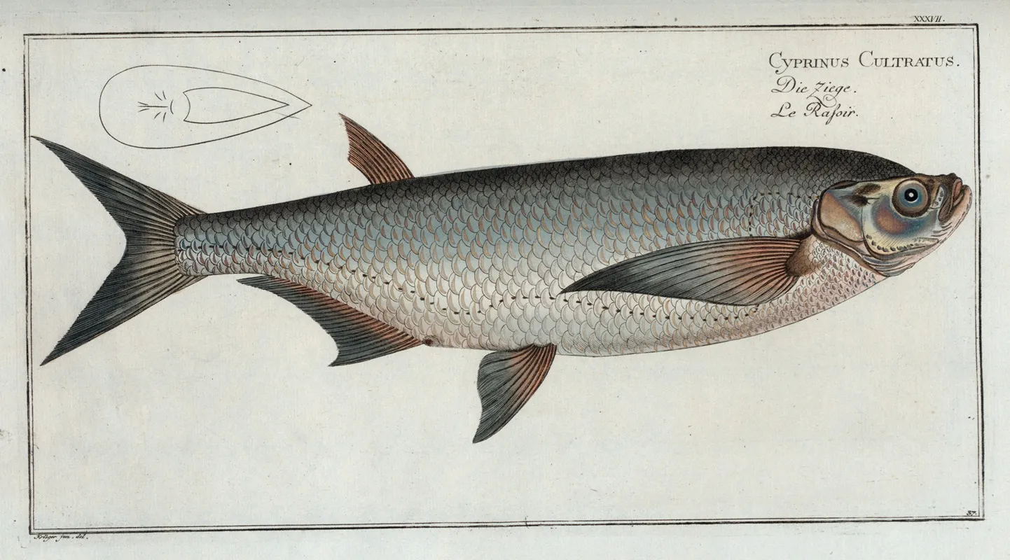 Cyprinus Cultratus The Knife Carp Wall Art by Marcus Elieser Bloch - High-Resolution Digital Print