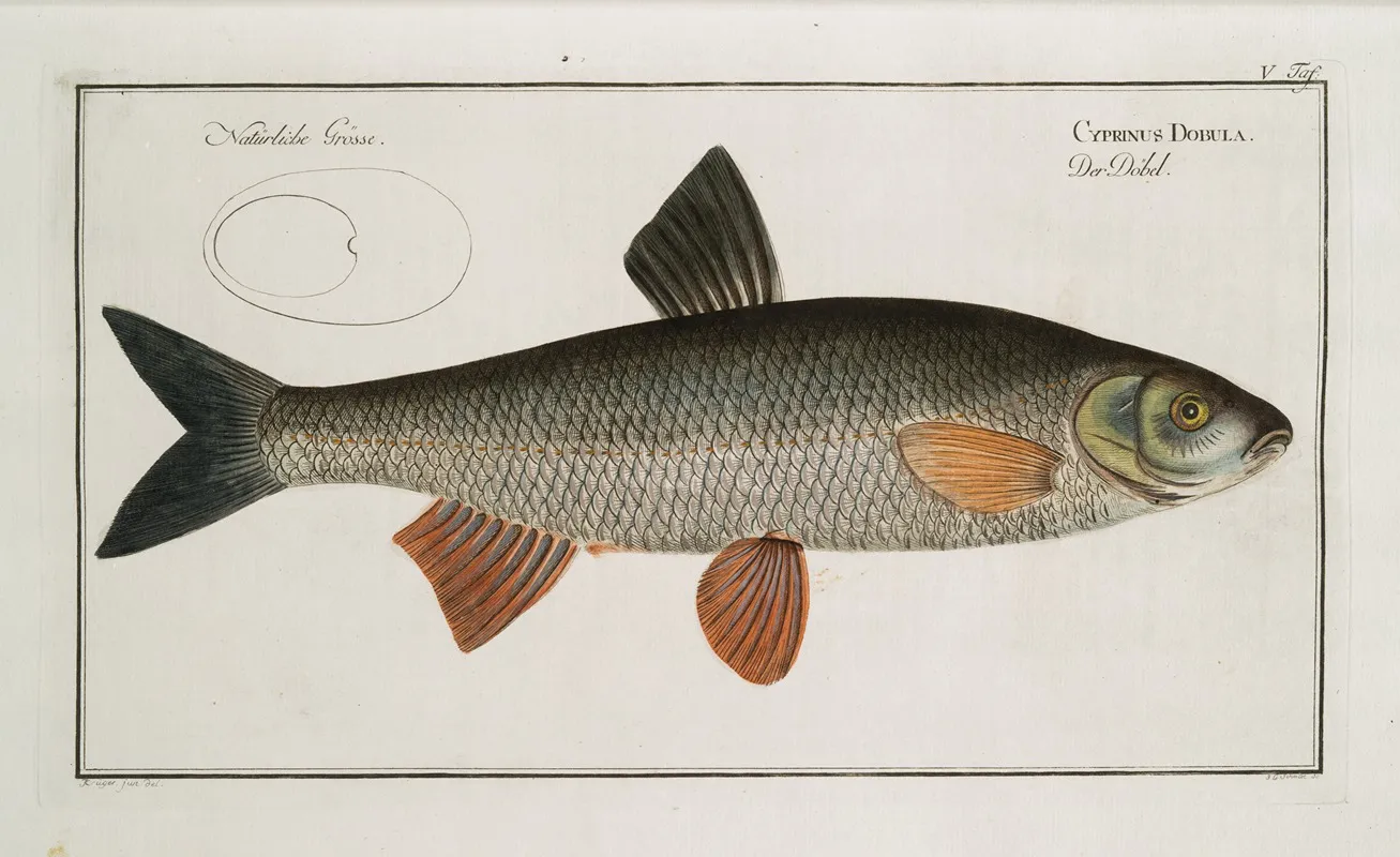 Cyprinus Dobula The Dobula Wall Art by Marcus Elieser Bloch - High-Resolution Digital Print