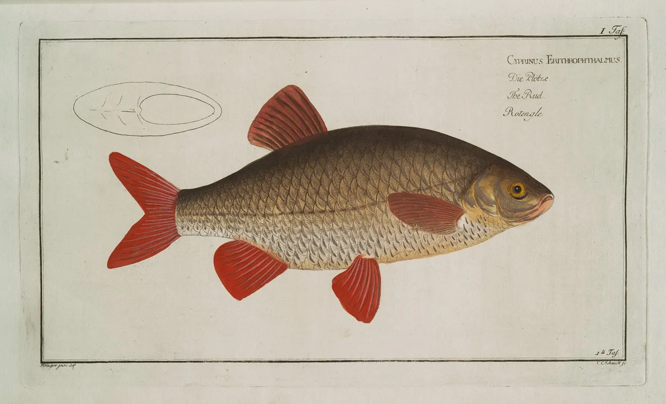 Cyprinus Erythrophthalmus Erythrophtalmus The Rud Wall Art by Marcus Elieser Bloch - High-Resolution Digital Print