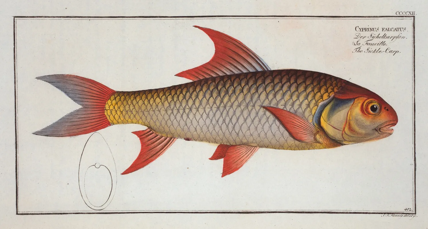 Cyprinus Falcatus The Sickle Carp Wall Art by Marcus Elieser Bloch - High-Resolution Digital Print