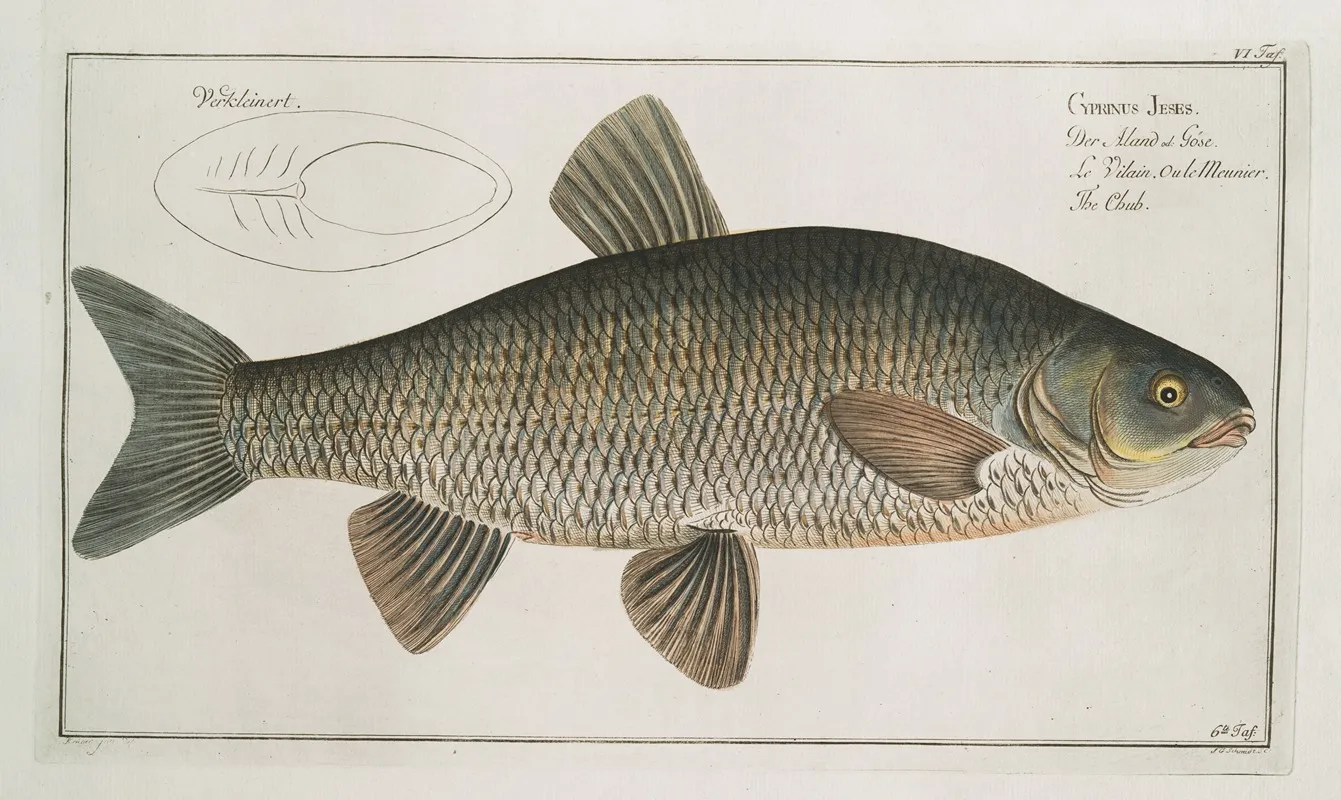 Cyprinus Jeses The Chub Wall Art by Marcus Elieser Bloch - High-Resolution Digital Print