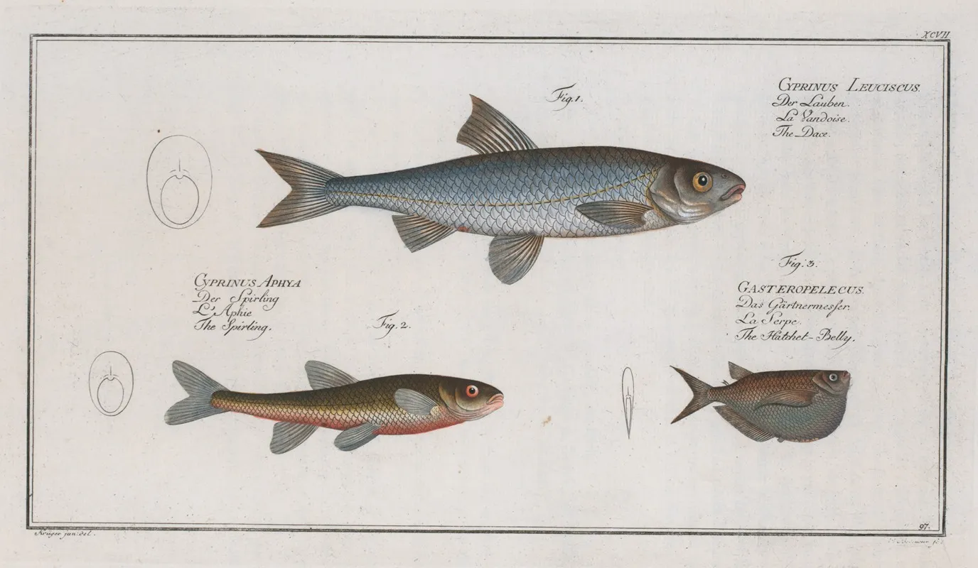 Cyprinus Leuciscus The Dace 2 Cyprinus Aphya The Spirling 3 Gasteropelecus The Hatchet Belly Wall Art by Marcus Elieser Bloch - High-Resolution Digital Print