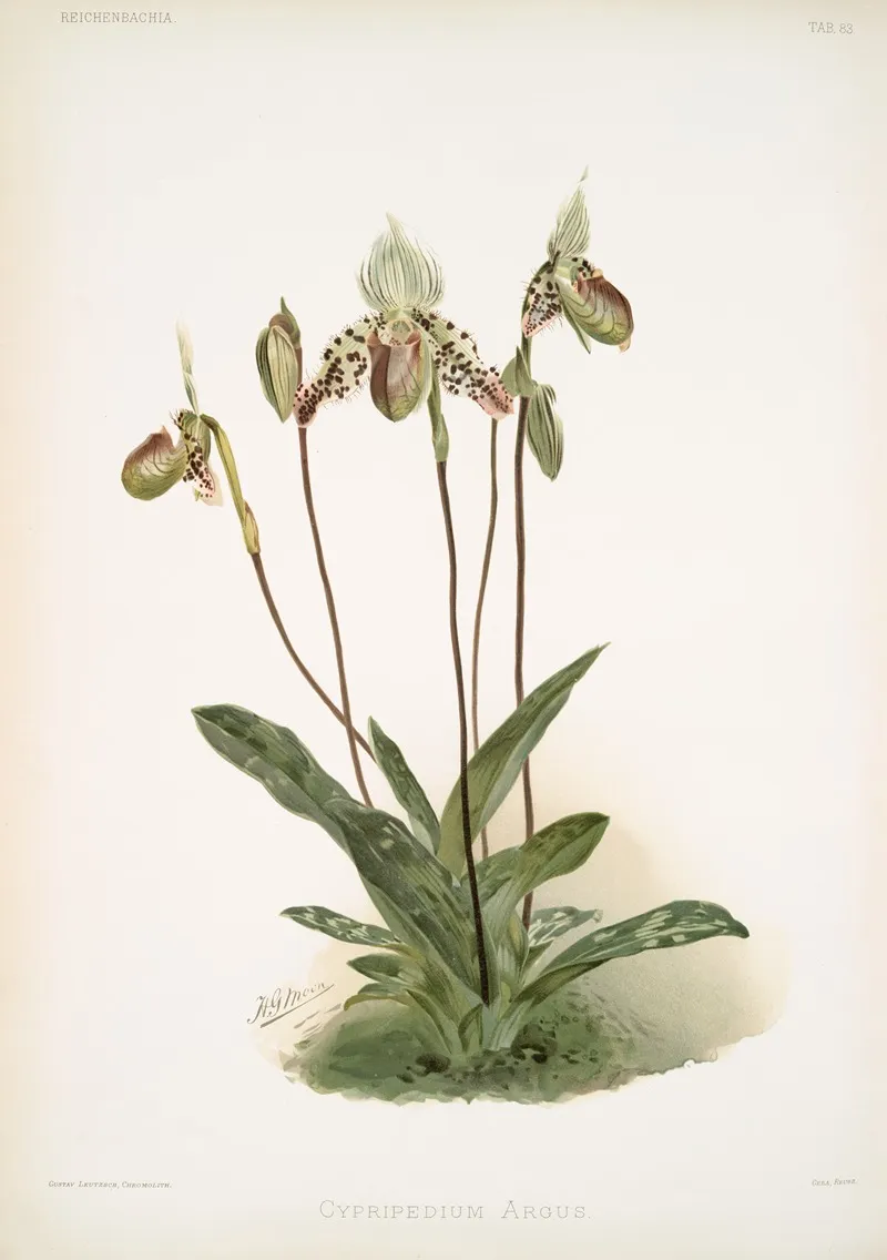 Cypripedium Argus Wall Art by Frederick Sander - High-Resolution Digital Print