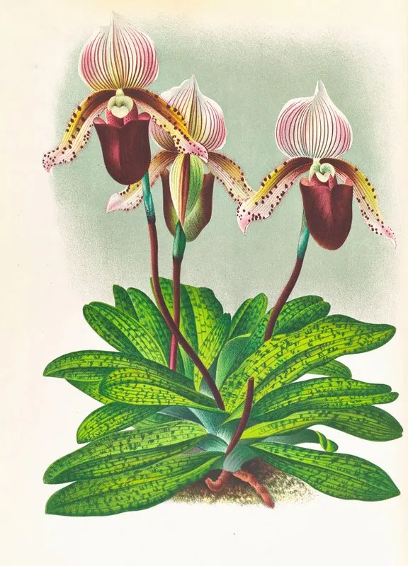Cypripedium Barbato Veitchianum Wall Art by Jean Jules Linden - High-Resolution Digital Print