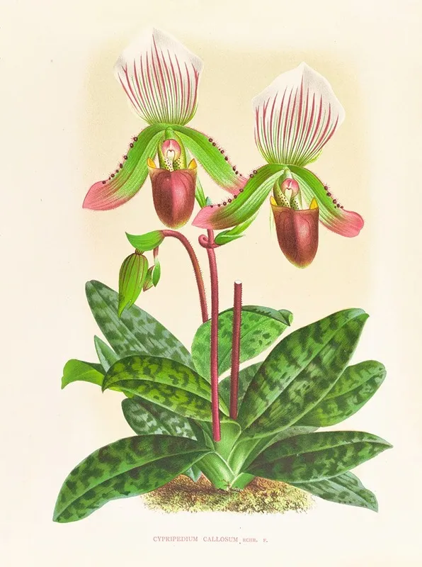 Cypripedium Callosum Wall Art by Jean Jules Linden - High-Resolution Digital Print