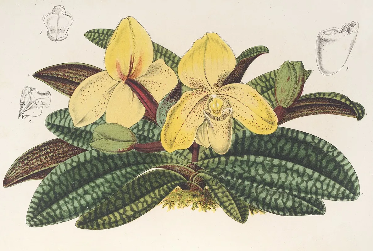 Cypripedium Concolor 2 Wall Art by Charles Antoine Lemaire - High-Resolution Digital Print