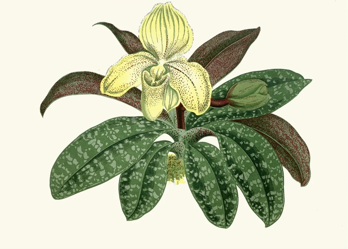 Cypripedium Concolor Wall Art by Edward Joseph Lowe - High-Resolution Digital Print