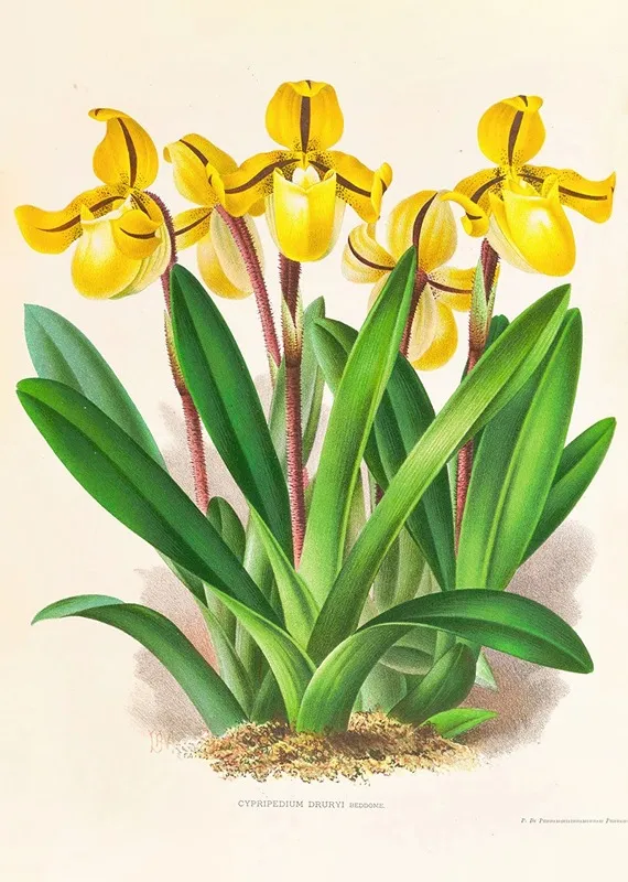 Cypripedium Druryi Wall Art by Jean Jules Linden - High-Resolution Digital Print