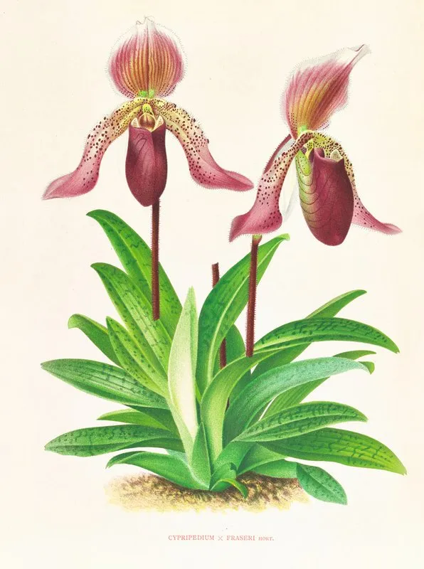 Cypripedium Fraseri Wall Art by Jean Jules Linden - High-Resolution Digital Print