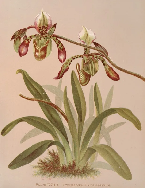 Cypripedium Haynaldianum Wall Art by Harriet Stewart Miner - High-Resolution Digital Print