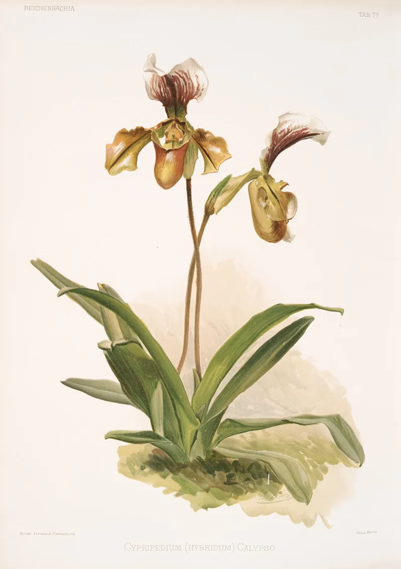 Cypripedium Hybridum Calypso Wall Art by Frederick Sander - High-Resolution Digital Print