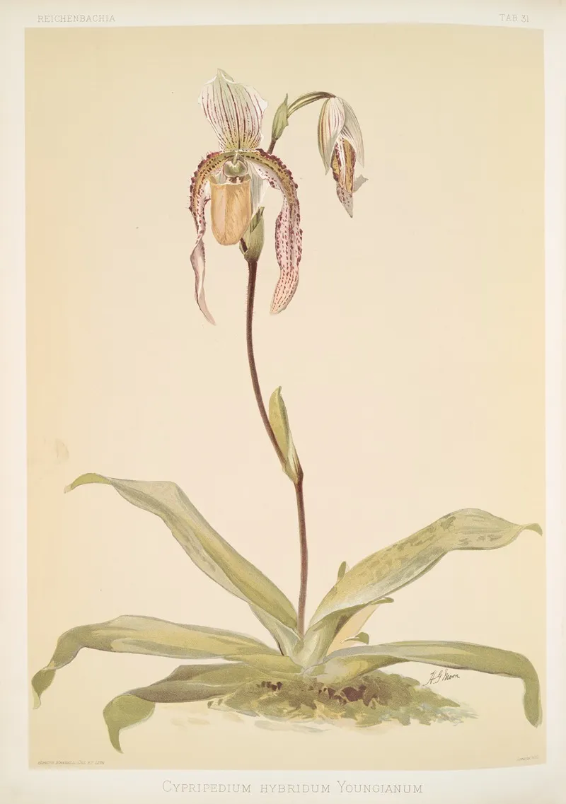 Cypripedium Hybridum Youngianum Wall Art by Frederick Sander - High-Resolution Digital Print