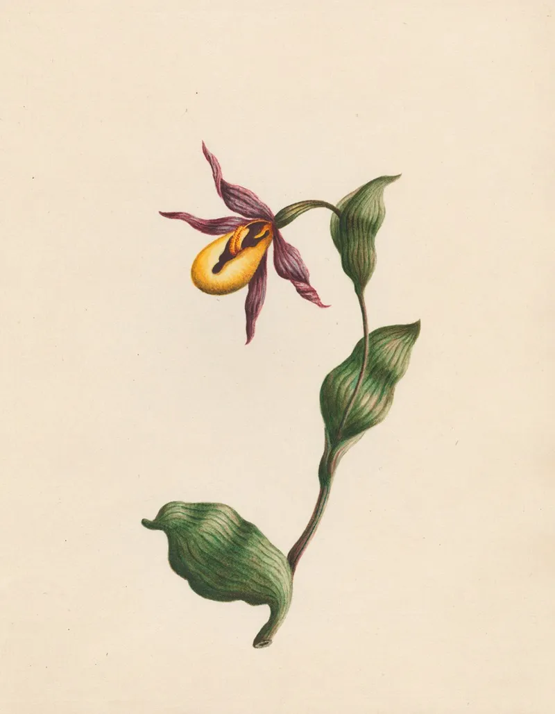 Cypripedium Ladies Slipper England Wall Art by R. B. F. - High-Resolution Digital Print