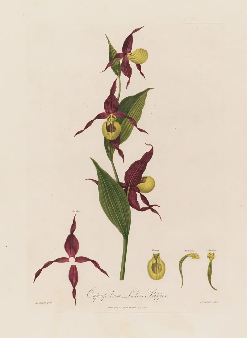 Cypripedium Ladies Slipper Wall Art by Robert John Thornton - High-Resolution Digital Print