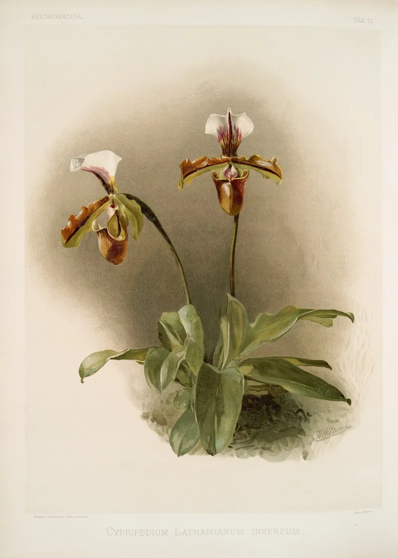 Cypripedium Lathamianum Inversum Wall Art by Frederick Sander - High-Resolution Digital Print