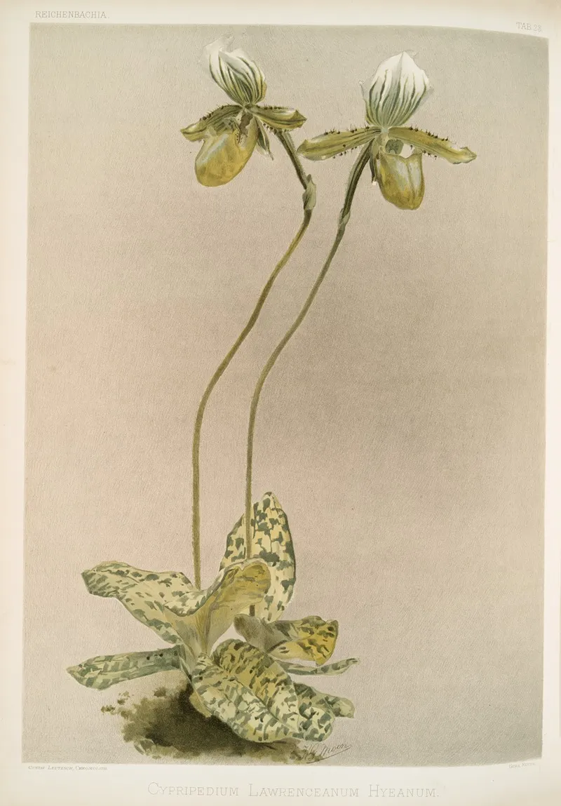 Cypripedium Lawrenceanum Hyeanum Wall Art by Frederick Sander - High-Resolution Digital Print