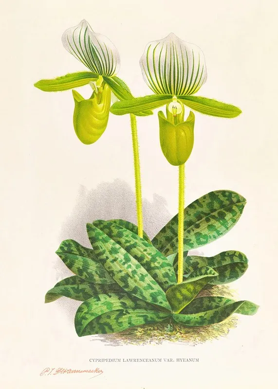Cypripedium Lawrenceanum Var Hyeanum Wall Art by Jean Jules Linden - High-Resolution Digital Print