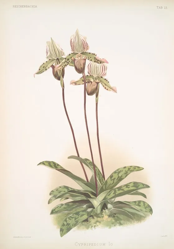 Cypripedium Lo Wall Art by Frederick Sander - High-Resolution Digital Print