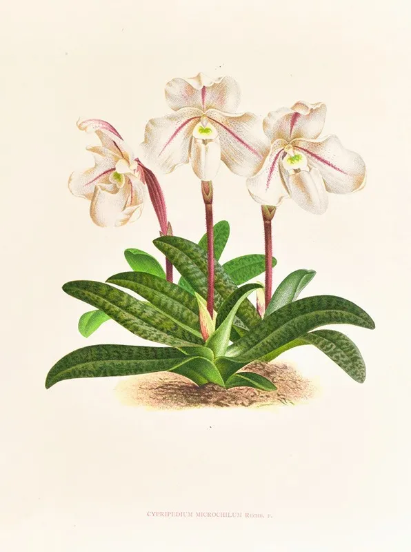 Cypripedium Microchilum Wall Art by Jean Jules Linden - High-Resolution Digital Print