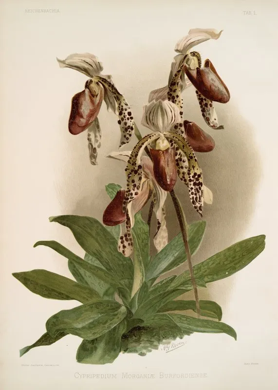 Cypripedium Morganiae Burfordiense Wall Art by Frederick Sander - High-Resolution Digital Print