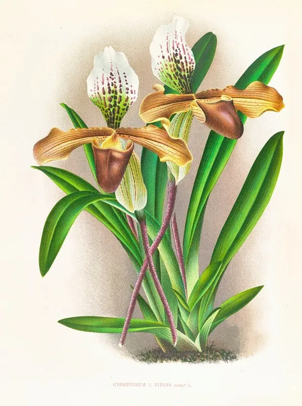 Cypripedium Nitens Wall Art by Jean Jules Linden - High-Resolution Digital Print
