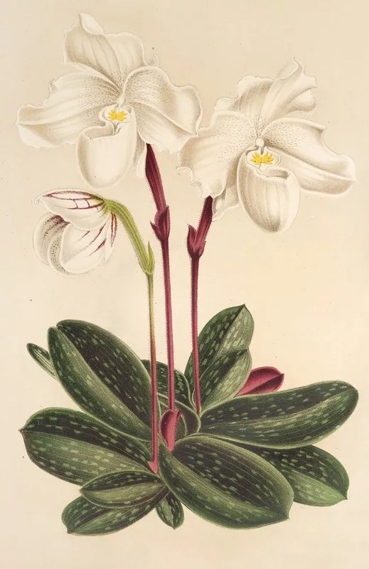 Cypripedium Niveum 2 Wall Art by Charles Antoine Lemaire - High-Resolution Digital Print