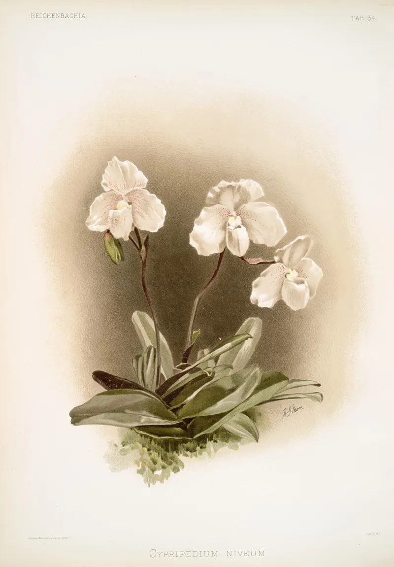 Cypripedium Niveum 3 Wall Art by Frederick Sander - High-Resolution Digital Print