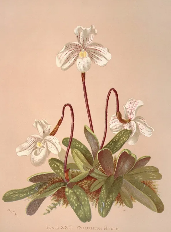 Cypripedium Niveum Wall Art by Harriet Stewart Miner - High-Resolution Digital Print