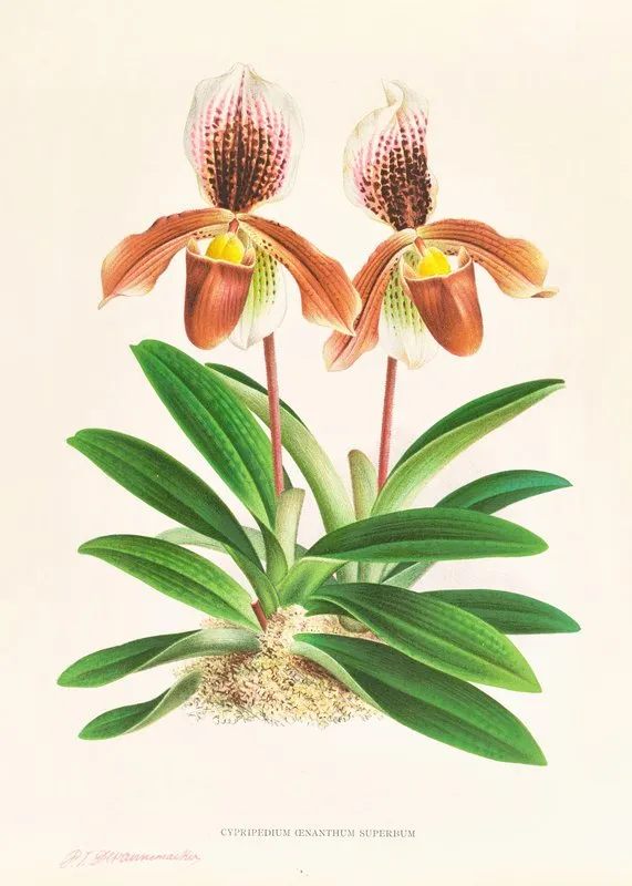 Cypripedium Oenanthum Superbum Wall Art by Jean Jules Linden - High-Resolution Digital Print