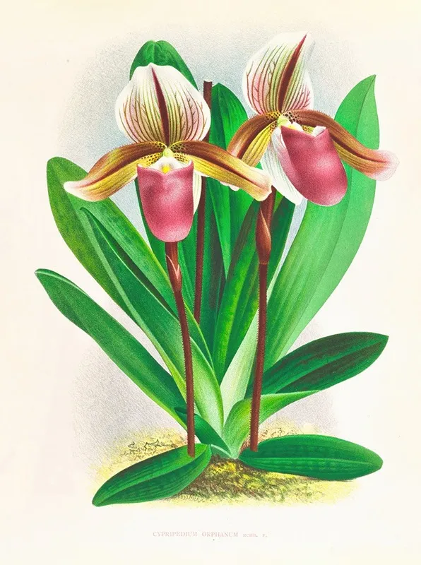 Cypripedium Orphanum Wall Art by Jean Jules Linden - High-Resolution Digital Print