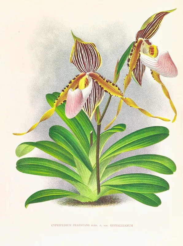 Cypripedium Praestans Var Kimballianum Wall Art by Jean Jules Linden - High-Resolution Digital Print