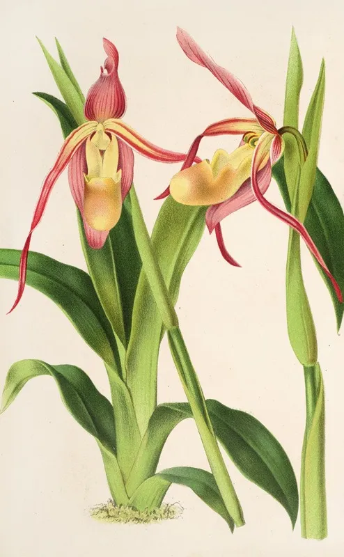 Cypripedium Roezli Wall Art by Charles Antoine Lemaire - High-Resolution Digital Print